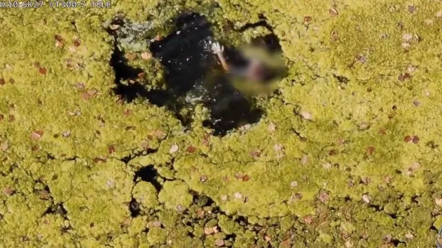 Criança com autismo é resgatada de lago com ajuda de drone; vídeo